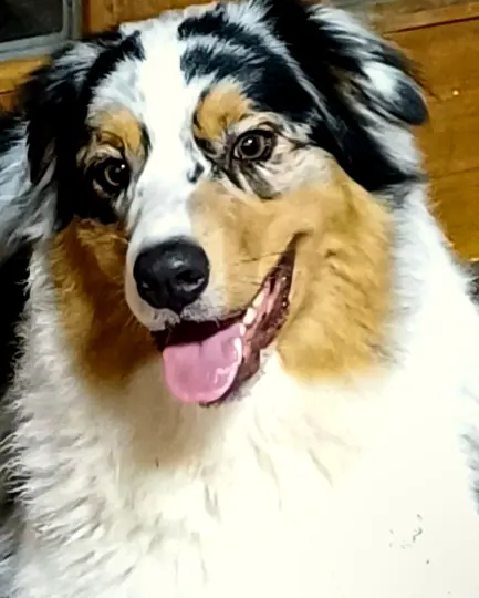 Balu, Foto 1