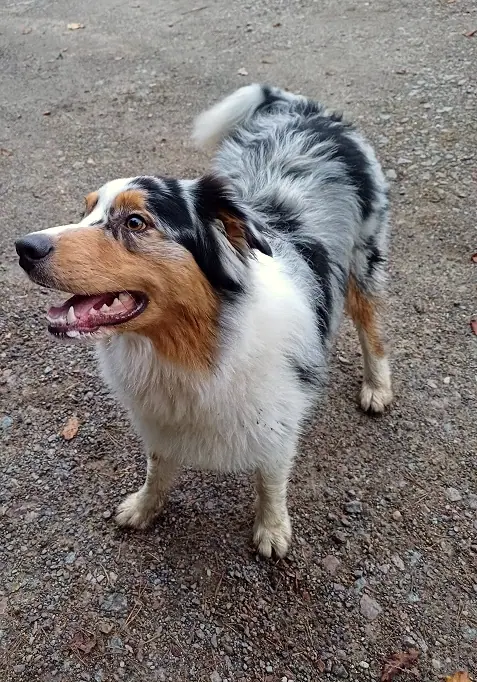 Balu, Foto 2
