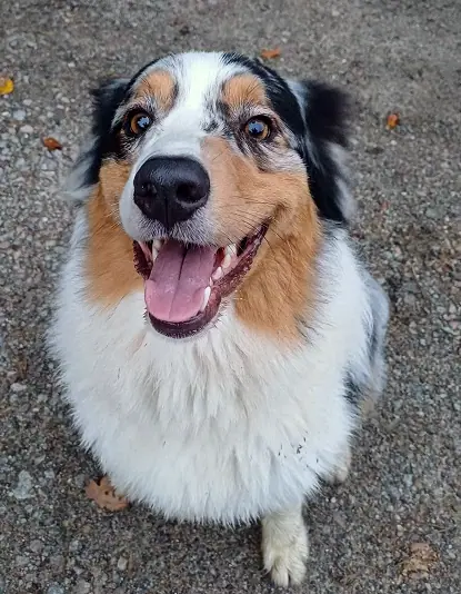 Balu, Foto 3