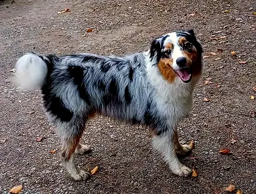 Balu, Foto 5