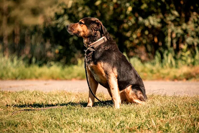 Lucky, Foto 1