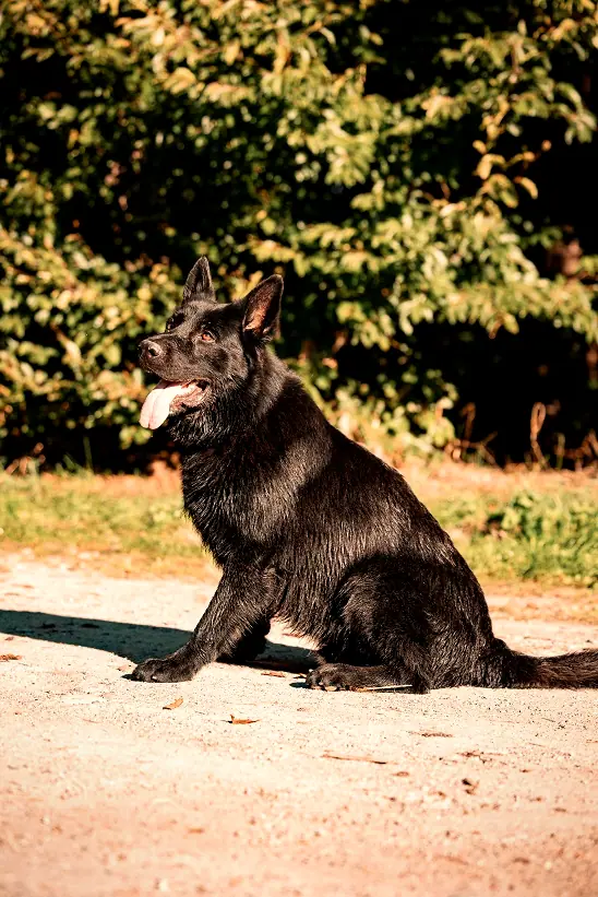 Massimo, Foto 1