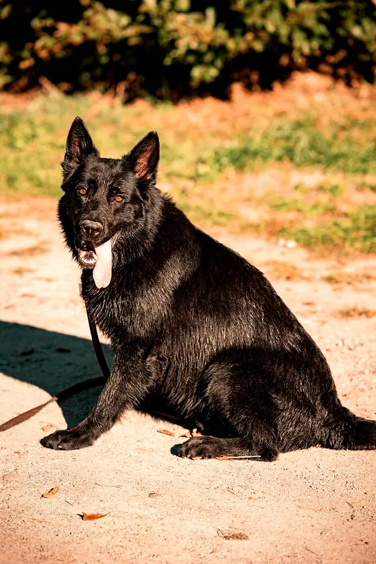Massimo, Foto 2