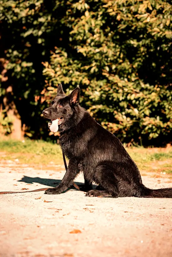 Massimo, Foto 3