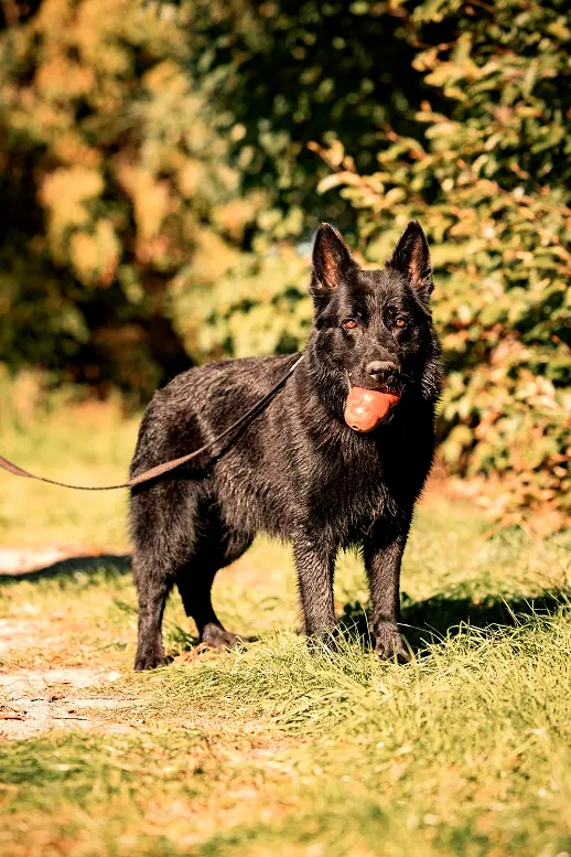 Massimo
