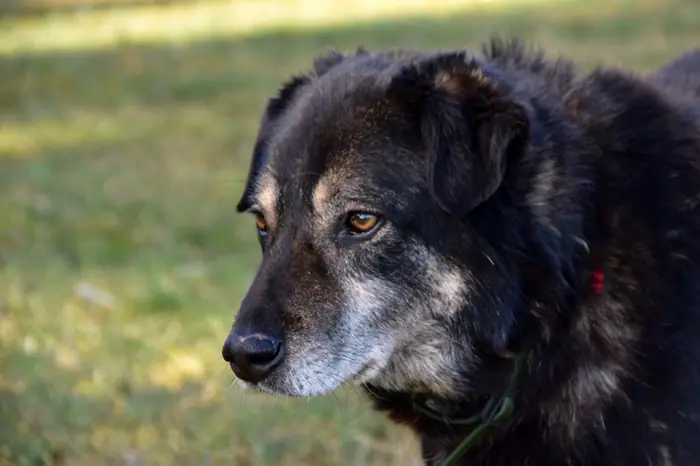 Max, Foto 3