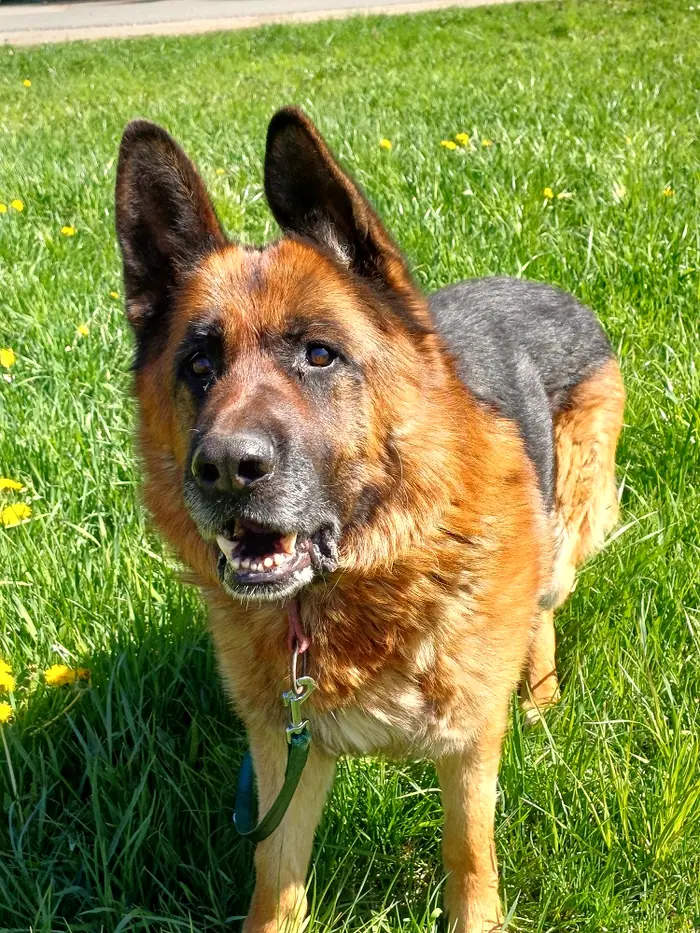 Rex, Foto 1