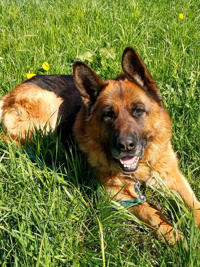 Rex, Foto 2