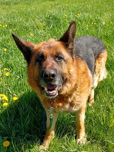 Rex, Foto 3