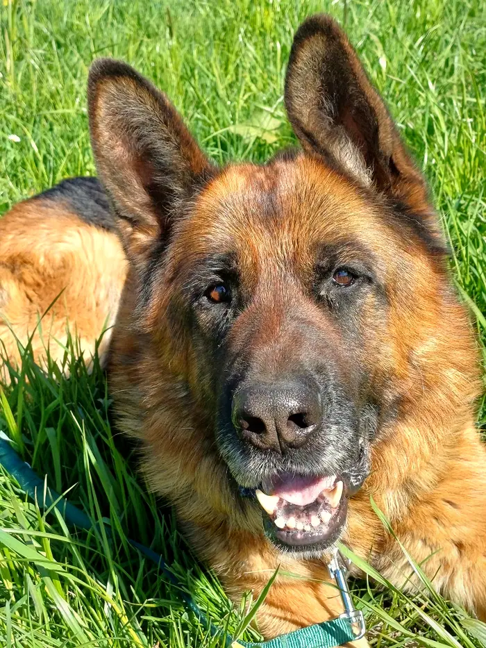 Rex, Foto 4