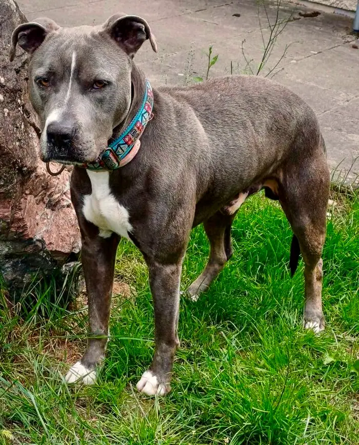 Suge, Foto 1