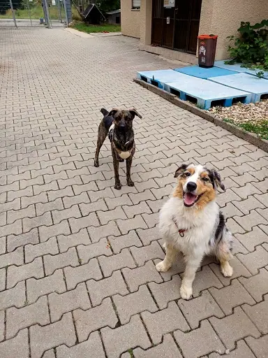 Hund, der bald umziehen darf