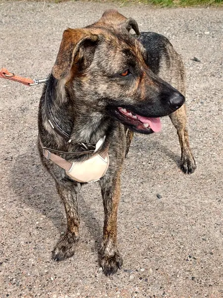 Hund, der bald umziehen darf
