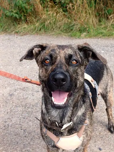 Hund, der bald umziehen darf