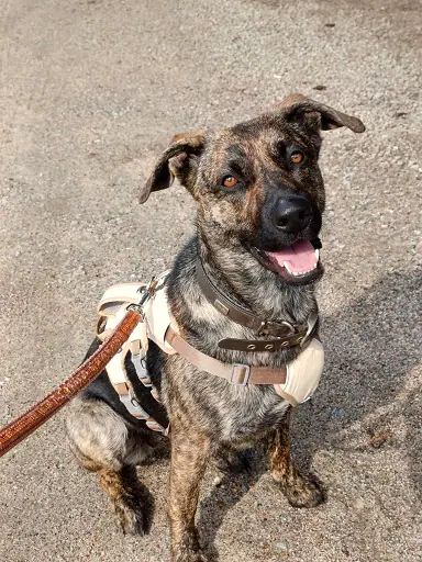 Hund, der bald umziehen darf
