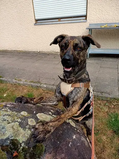 Hund, der bald umziehen darf