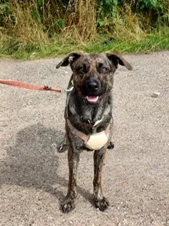 Hund, der bald umziehen darf