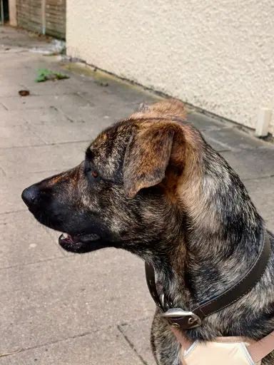 Hund, der bald umziehen darf