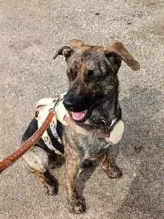 Hund, der bald umziehen darf