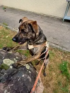 Hund, der bald umziehen darf