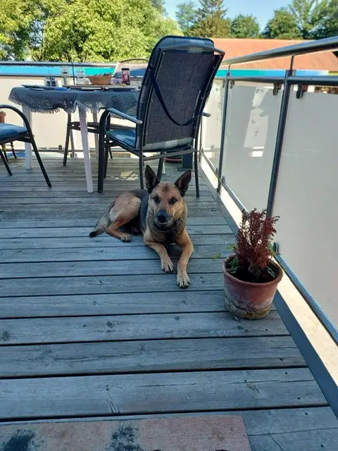 Rex