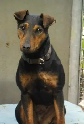 Dora