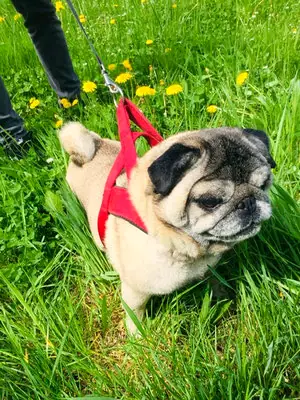 Balu surfte am 16.05.2022 umziehen :-)