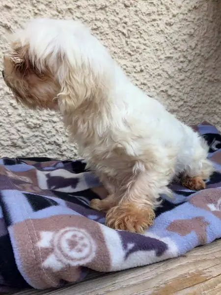 Balou