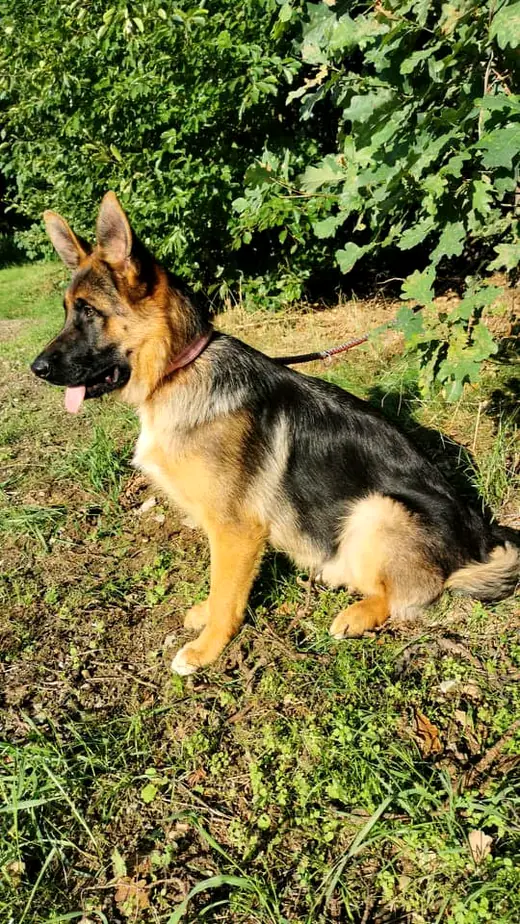 Laila