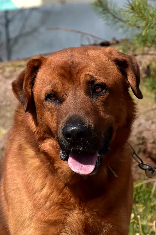 Balu