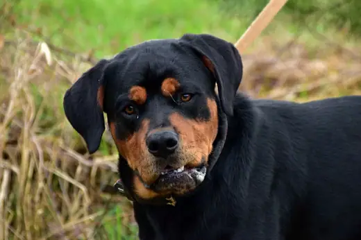 Tobi