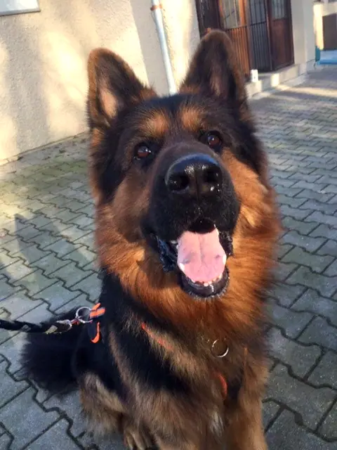 Otto
