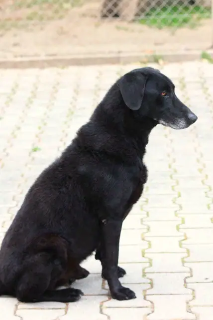 Mali