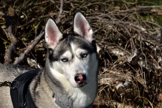 Bella