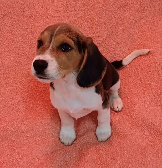 Monty