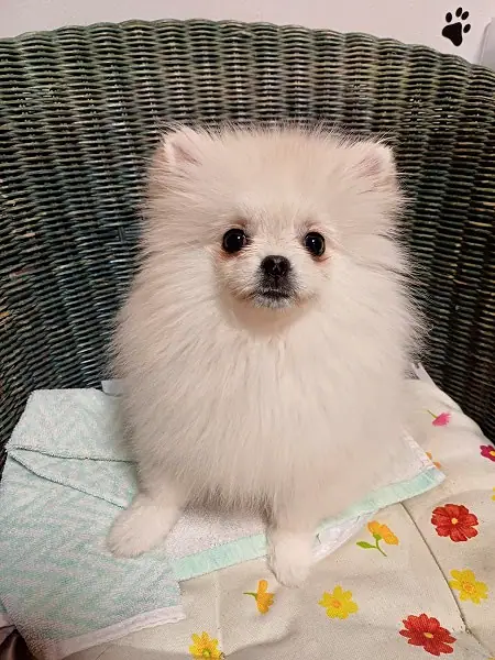 Fluffy