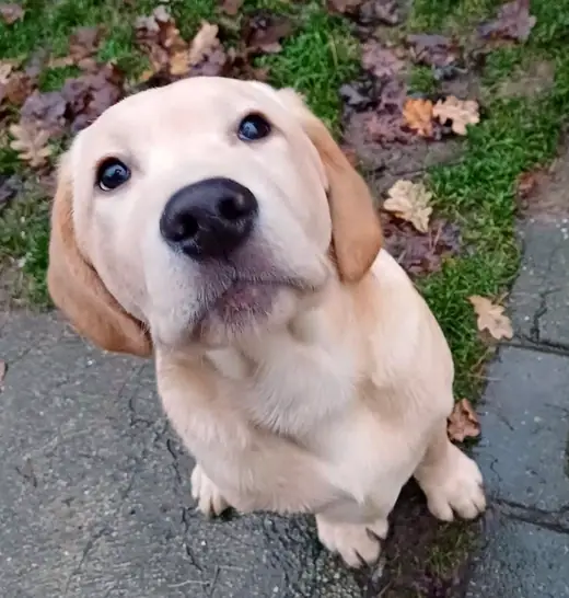 Ben