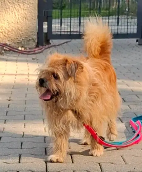Putzi