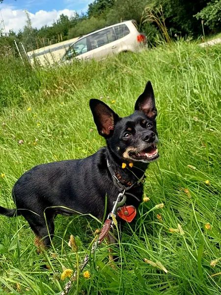 Strolchi
