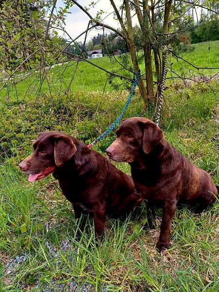Timmy und Lisa