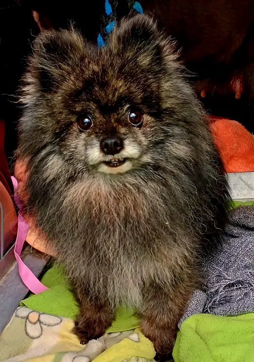 Aiko