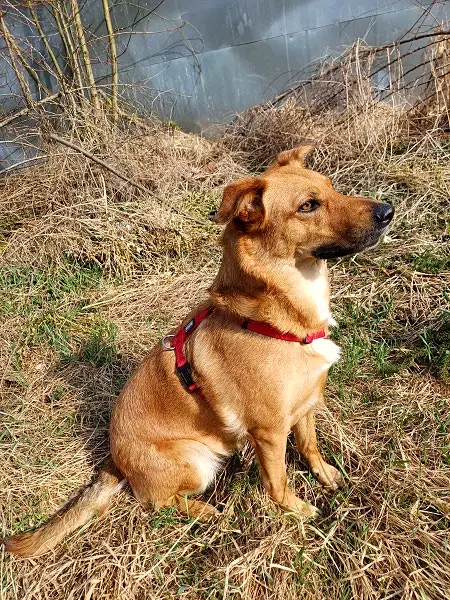 Maya