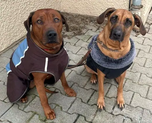 Belina und Fenris