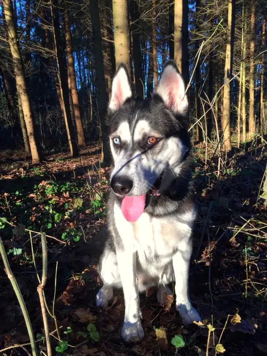 Floki