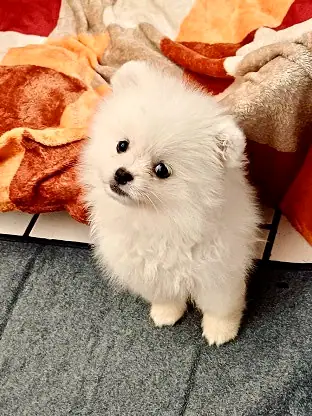Fluffy