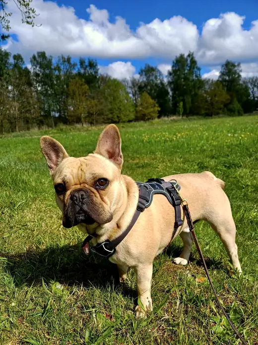Bruno