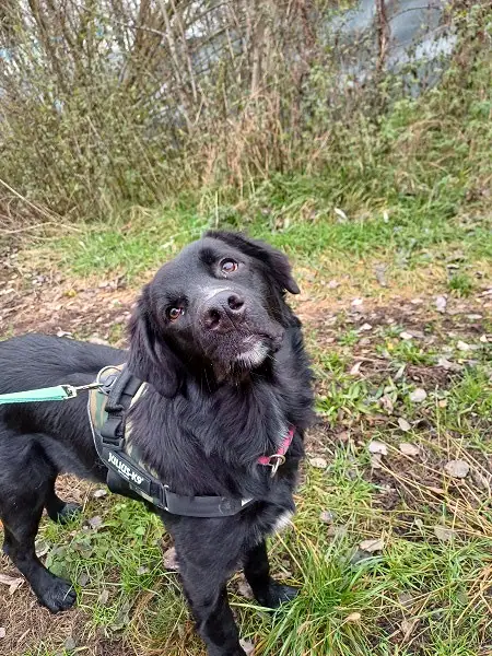 Oskar