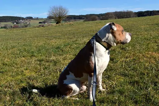 Tyson