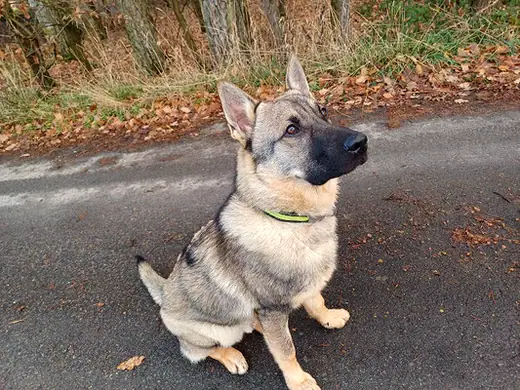 Tyson