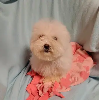 Bella